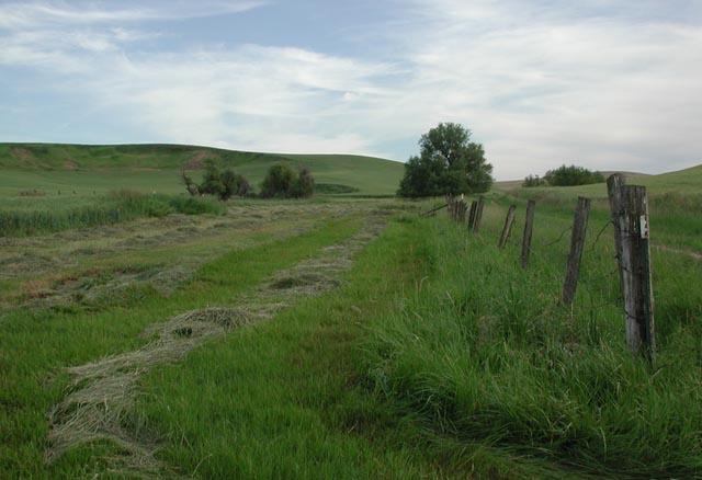 Hay Field Along Glunk Road (63700 bytes)