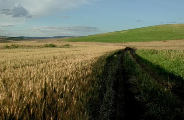 Field Access Road (66720 bytes)