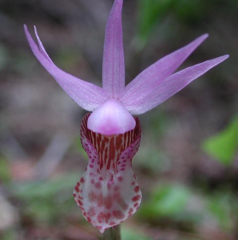 Fairyslipper (22906 bytes)