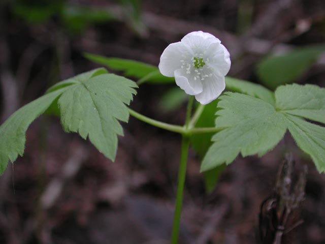 Unidentified White Flower (26952 bytes)