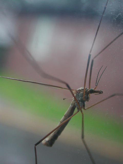 Crane Fly (19685 bytes)