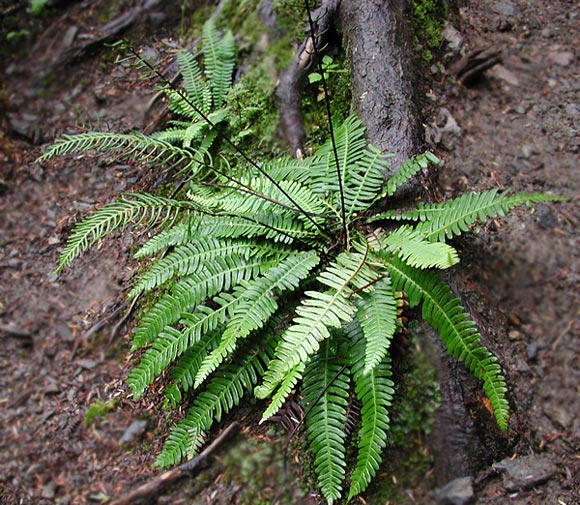 Deer Fern --(Blechnum spicant) (100267 bytes)