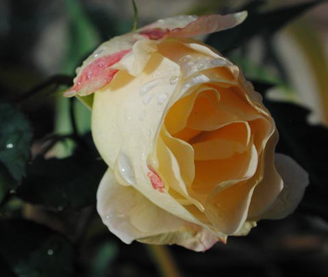 December Roses II (20570 bytes)