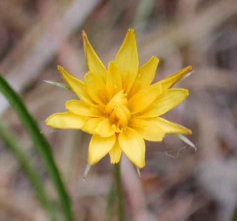 False Dandelion --(Agoseris heterophylla) (22063 bytes)