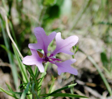 Elkhorns --(Clarkia pulchella) (30052 bytes)