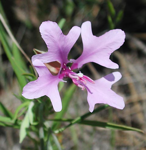 Elkhorns --(Clarkia pulchella) (31180 bytes)