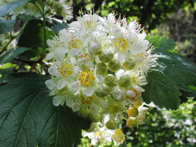 Mallow Ninebark --(Physocarpus malvaceus) (66954 bytes)