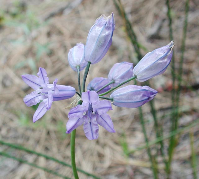 Douglas's Triteleia --(Triteleia grandiflora) (45204 bytes)