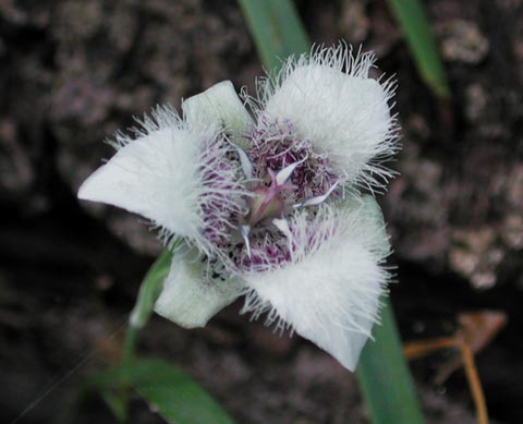 Elegant Cat's-ear --(Calochortus elegans) (25682 bytes)