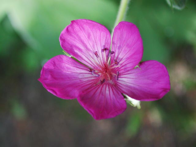 Sticky Purple Geranium --(Geranium viscosissimum) (28371 bytes)