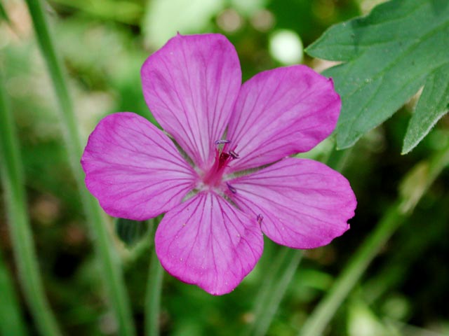 Sticky Purple Geranium --(Geranium viscosissimum) (38991 bytes)