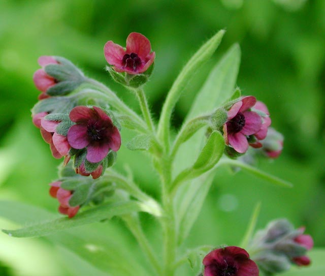 Common Hound's Tongue --(Cynoglossum officinale) (37608 bytes)