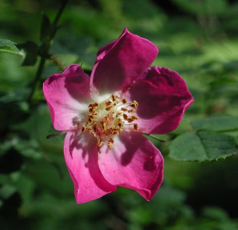 Nootka Rose --(Rosa nutkana) (26034 bytes)