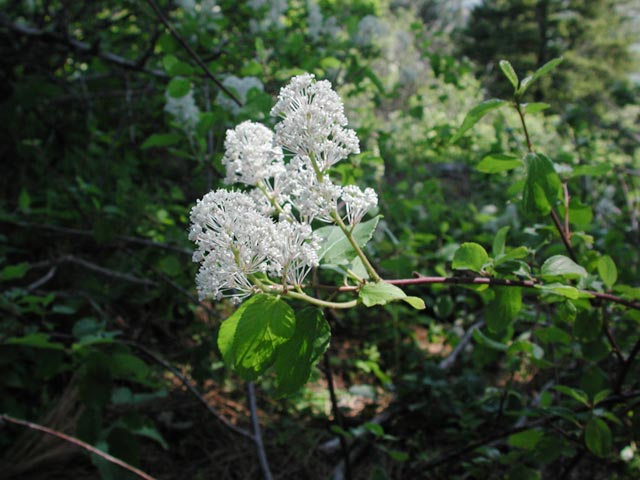 Oregon Tea-Tree --(Ceanothus sanguineus) (54855 bytes)