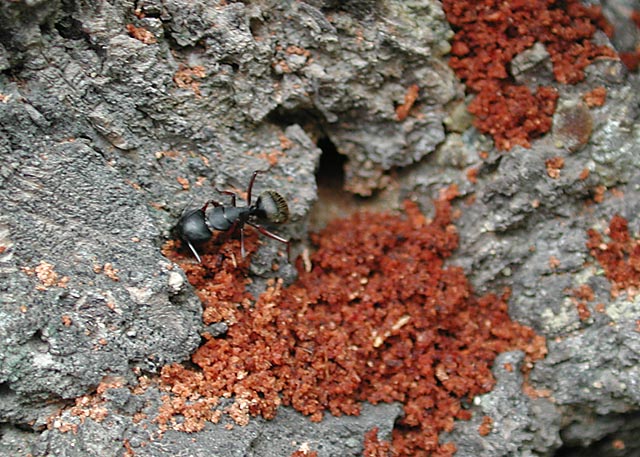 Working Ant (91734 bytes)