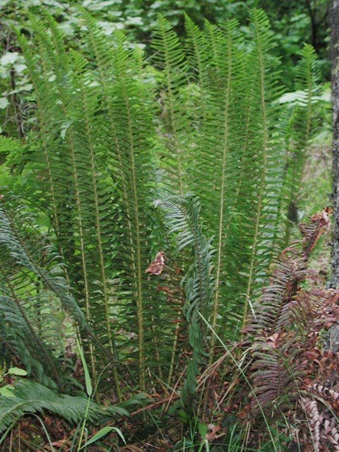 Swordfern --(Polystichum munitum) (90214 bytes)