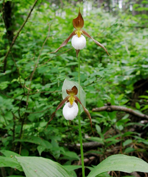 Lady's Slippers --(Cypripedium montanum) (53284 bytes)