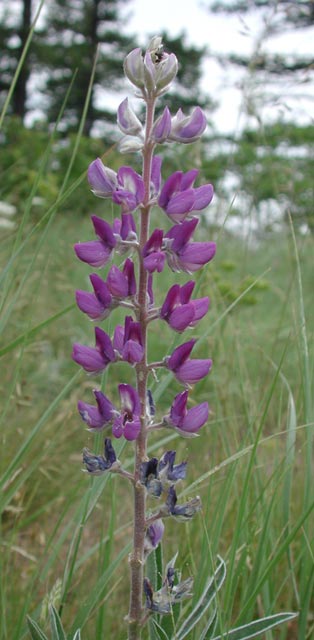 Silky Lupine --(Lupinus sericeus) (38360 bytes)