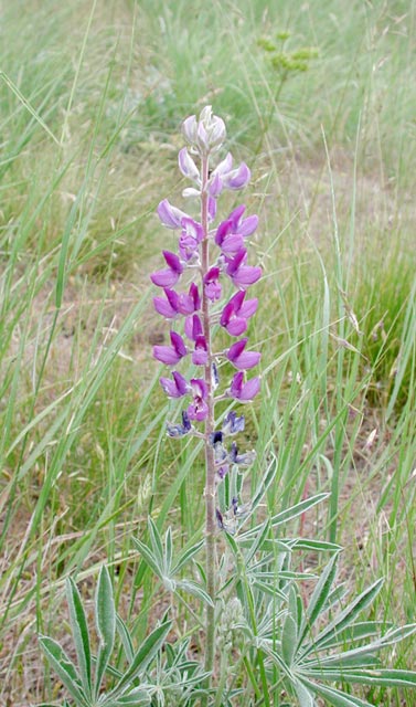 Silky Lupine --(Lupinus sericeus) (65141 bytes)