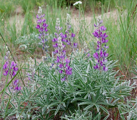 Silky Lupine Bush --(Lupinus sericeus) (73651 bytes)