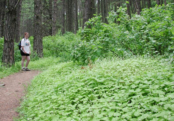 Trailside Ground Cover (97807 bytes)