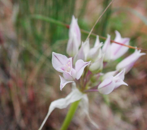 Hooker's Onion --(Allium acuminatum) (21479 bytes)