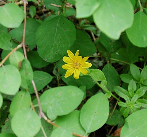 Yellow Flower (36603 bytes)