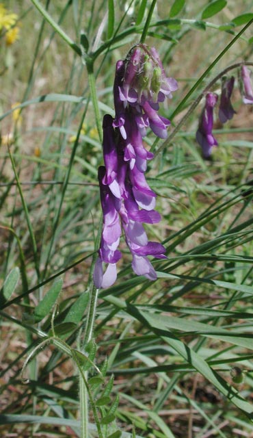 Woolly Vetch --(Vicia villosa) (53442 bytes)