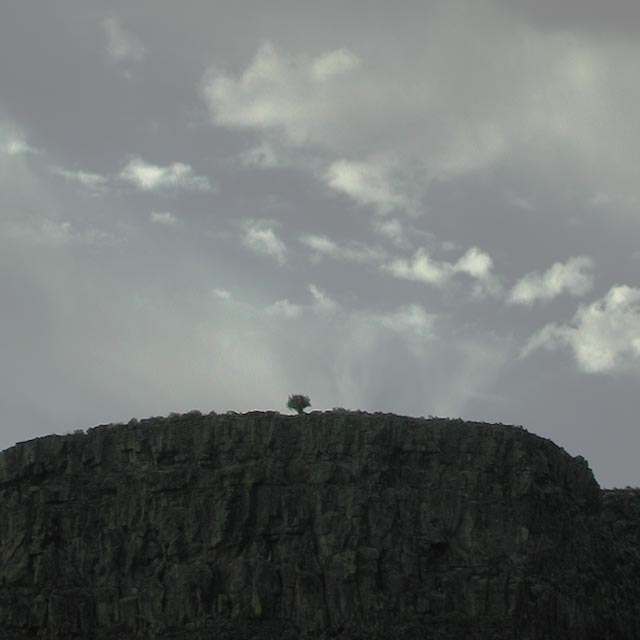 Tree on Canyon Rim (26385 bytes)