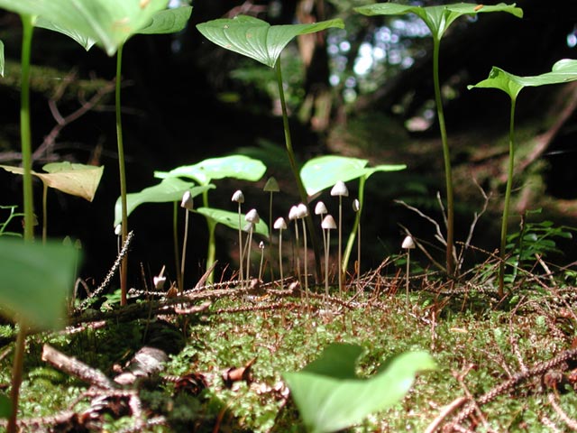 Mushroom Town (72946 bytes)