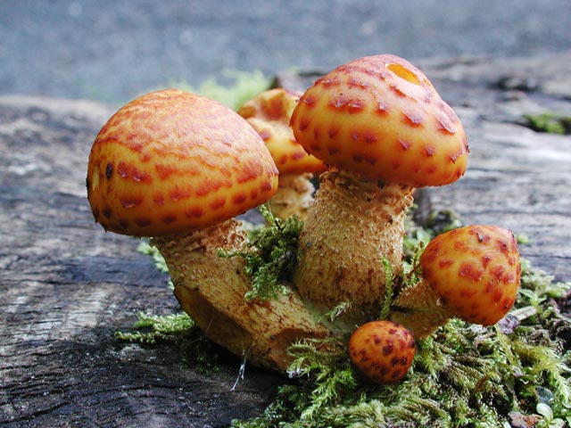 Orange Mushrooms (69157 bytes)