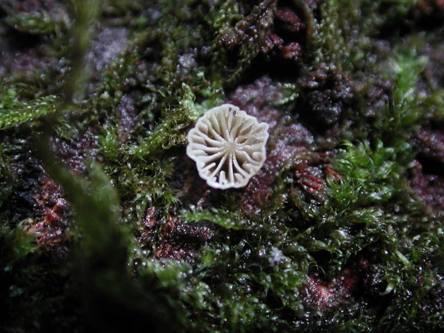 Radial Fungus (69661 bytes)