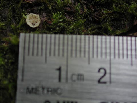 Measuring the Radial Fungus (22650 bytes)