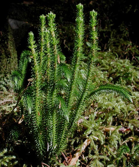 Club Moss (91487 bytes)