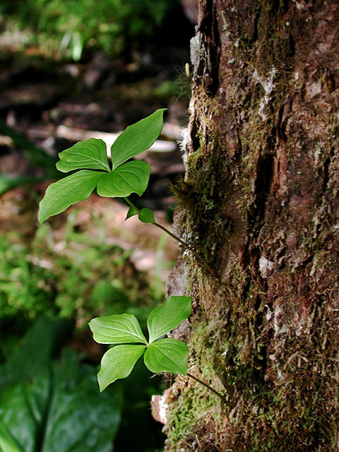 Ground Dogwood --(Cornus canadensis) (79933 bytes)