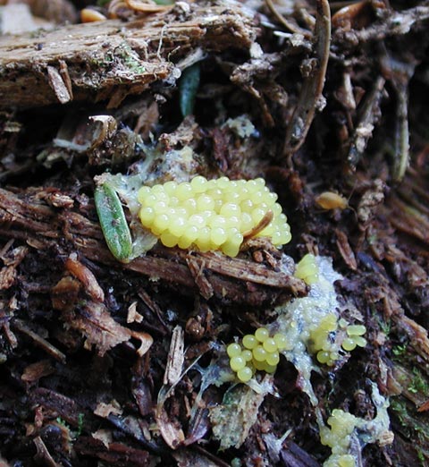 Slug Eggs (?) (67080 bytes)