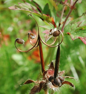 Northern Geranium --(Geranium erianthum) (28057 bytes)