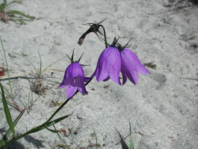 Common Harebell --(Campanula rotundifolia) (53710 bytes)