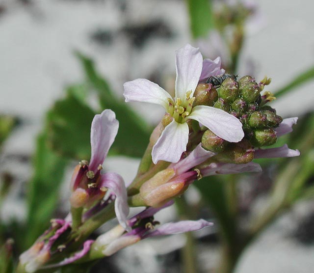 Sea Rocket Flower --(Cakile edentula) (42074 bytes)