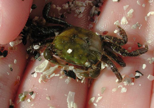 Shore Crab (36208 bytes)