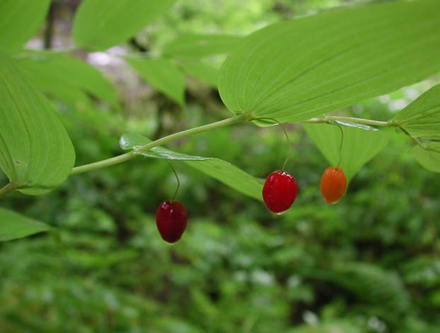 Wild Cucumber --(Streptopus amplexifolius) (29948 bytes)