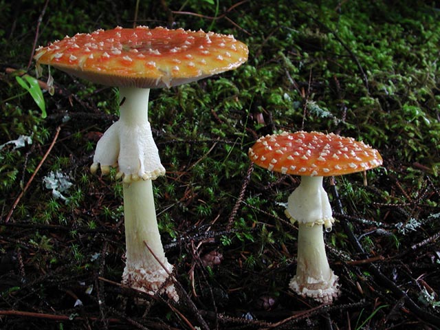 Fly Agaric --(Amanita muscaria) (80385 bytes)