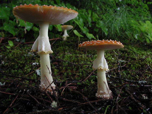 Fly Agaric --(Amanita muscaria) (63686 bytes)