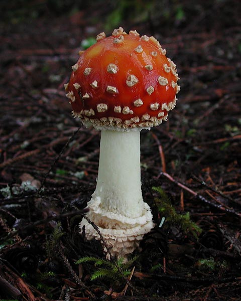 Fly Agaric --(Amanita muscaria) (49395 bytes)