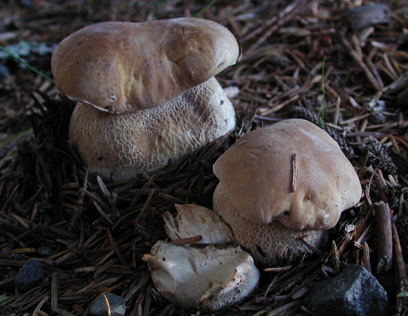 Breadloaf Fungus (84462 bytes)