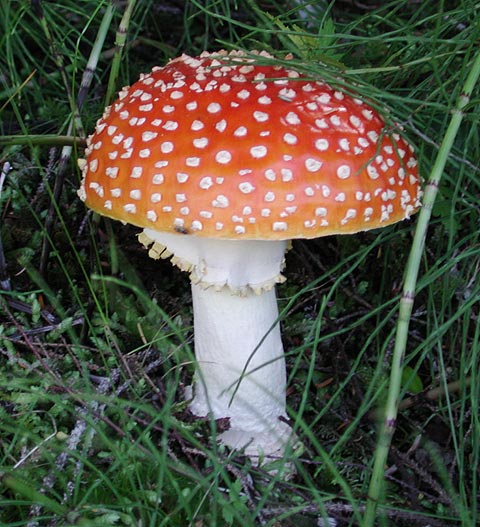 Fly Agaric --(Amanita muscaria) (70691 bytes)