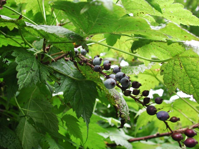 Stink Currant --(Ribes bracteosum) (68805 bytes)