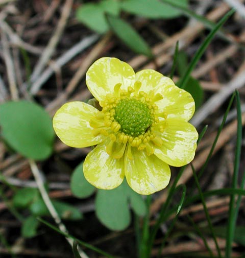 Sagebrush Buttercup -- (Ranunculus glaberriumus) (35456 bytes)