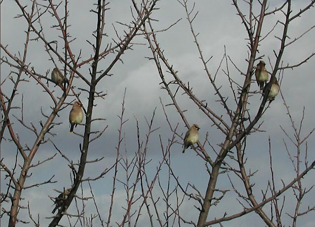 Cedar Waxwings (67829 bytes)