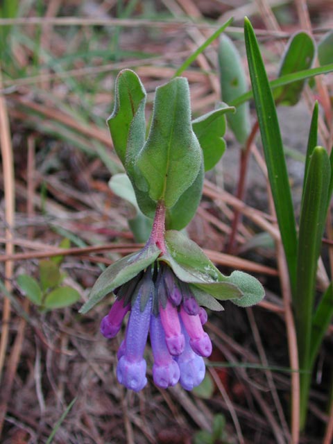 Long-Flowered Bluebell -- (Mertensia longiflora) (47032 bytes)